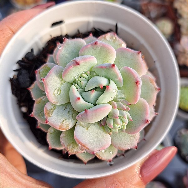 Echeveria Sitifuku no bara - PT 9