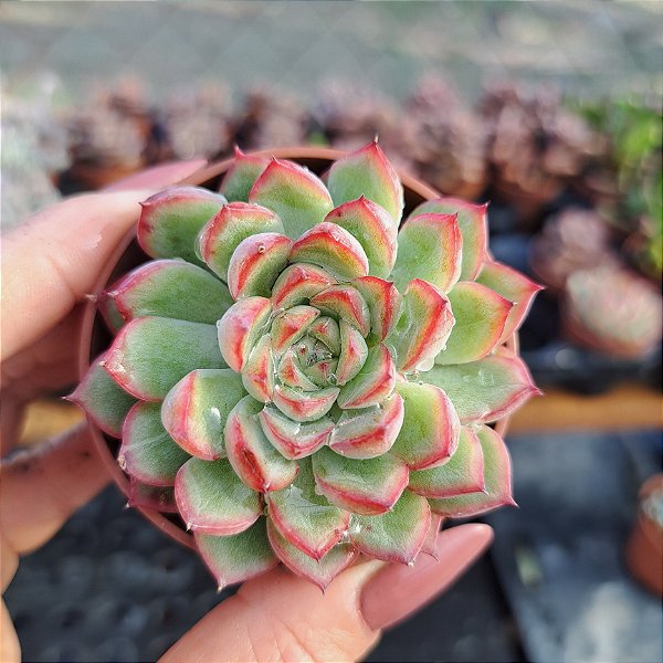 Echeveria mebina - PT 6
