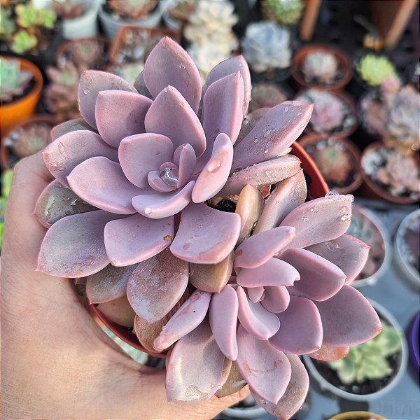 Graptoveria Debbie - PT 9