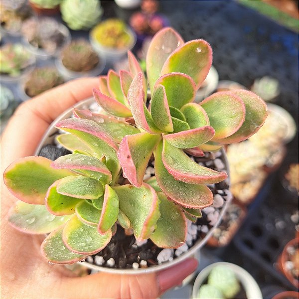 Crassula Money Maker variegata - PT 9