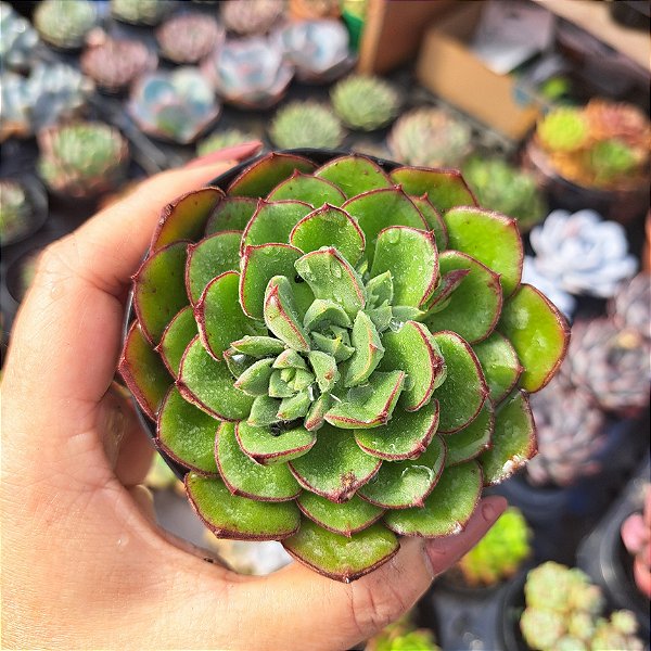 Echeveria Joan Daniel - PT 9