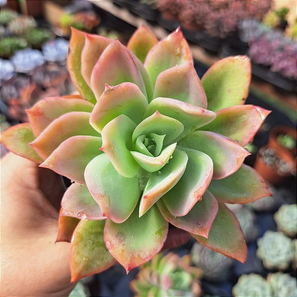 Echeveria Golden Glow - PT 9