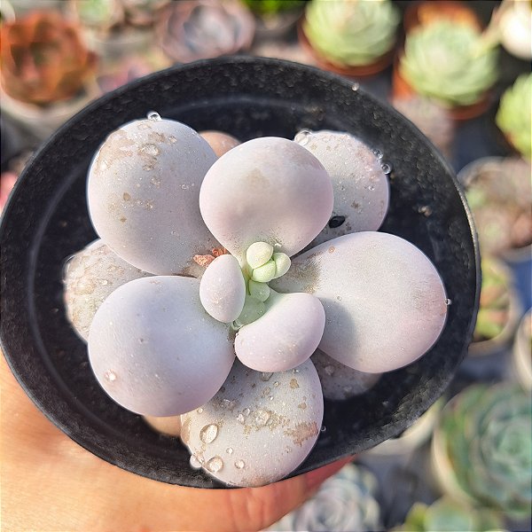 Pachyphytum oviferum (pedra da lua) - PT 9