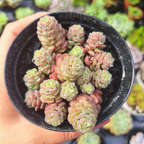 Sedum Versadense - PT 9
