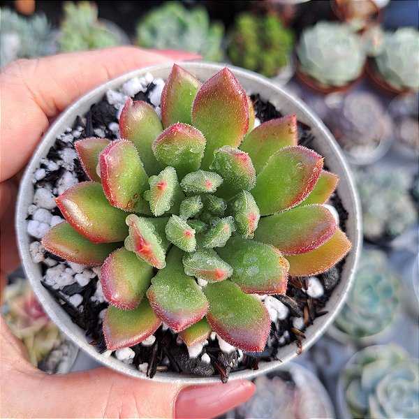 Echeveria Frida kahlo - PT 9