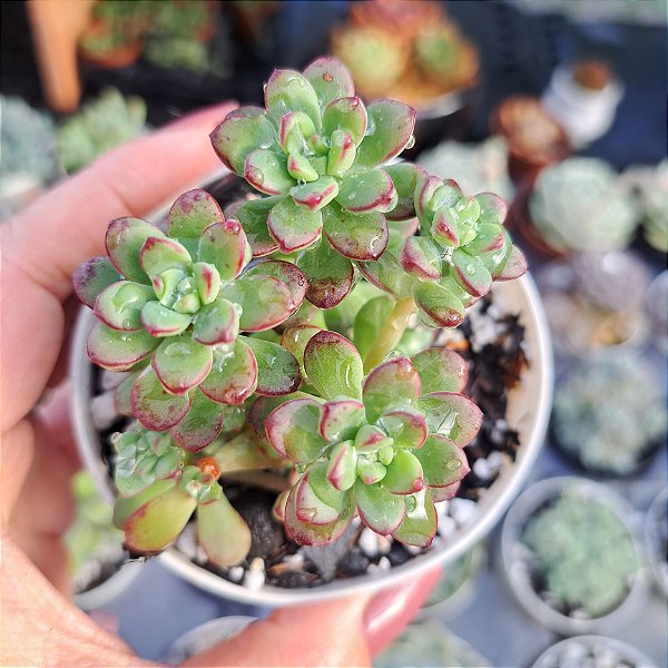 Echeveria Macdougalli - PT 9
