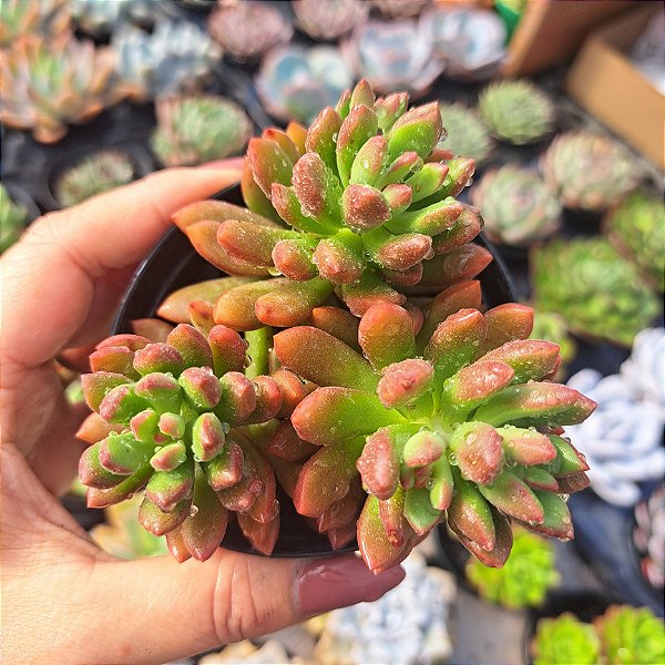 Sedum Orange dreams - PT 9