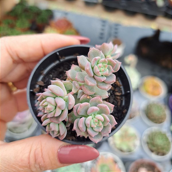 Echeveria Querencia - PT 6