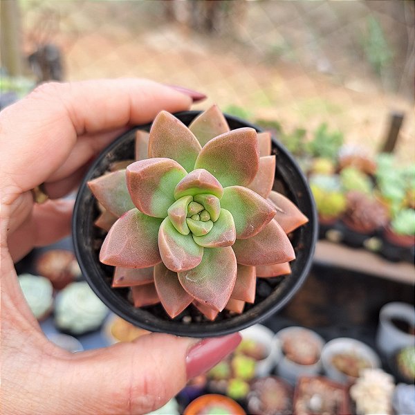 Sedum California Sunset - PT 9