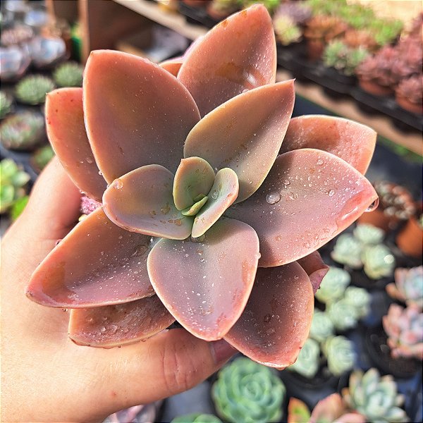 Echeveria Metalica Rosa - PT 9