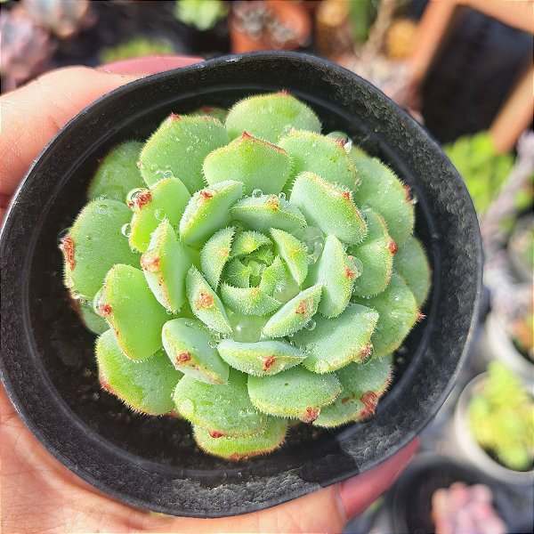 Echeveria Dorete - PT 9