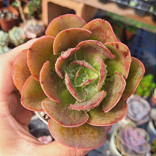 Echeveria Painted frills - PT 9