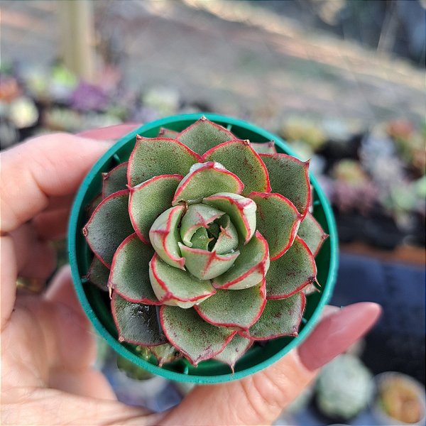 Echeveria Agita rose - PT 6