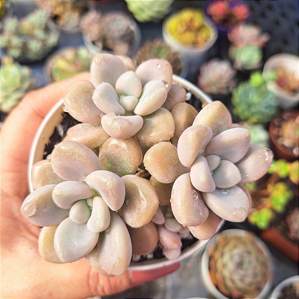 Graptopetalum Hellen - PT 9