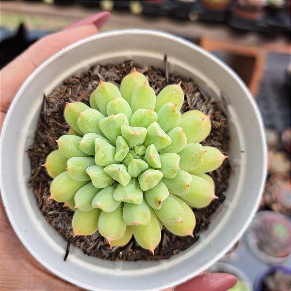 Echeveria Irish mint - PT 9
