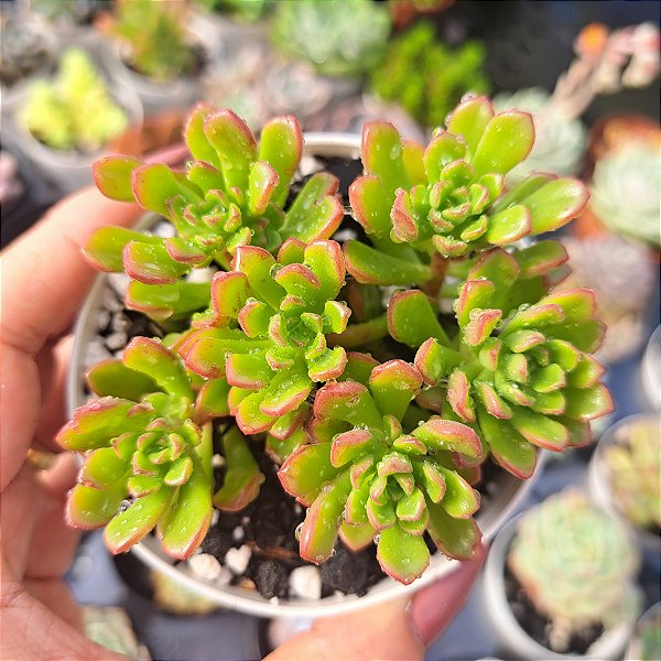 Sedum Joyce tulloc - PT 9