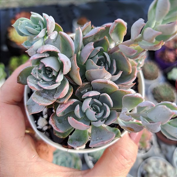 Echeveria Angel - PT 9