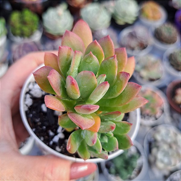Echeveria Minibelle - PT 9