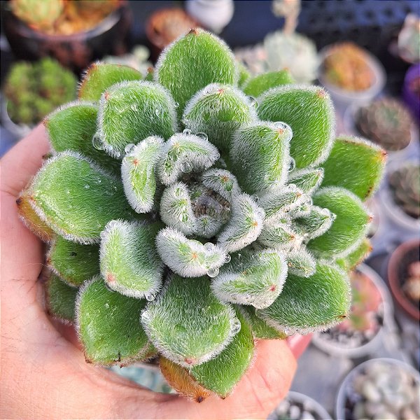 Echeveria Setosa - PT 9