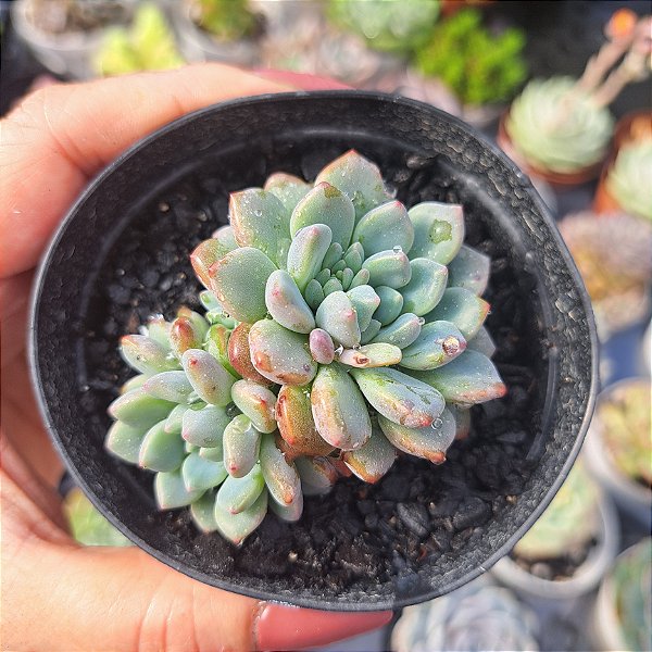 Echeveria Amoena - PT 9