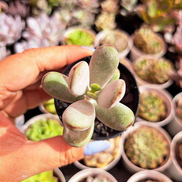 Cotyledon orbiculata Oophyla - PT 6