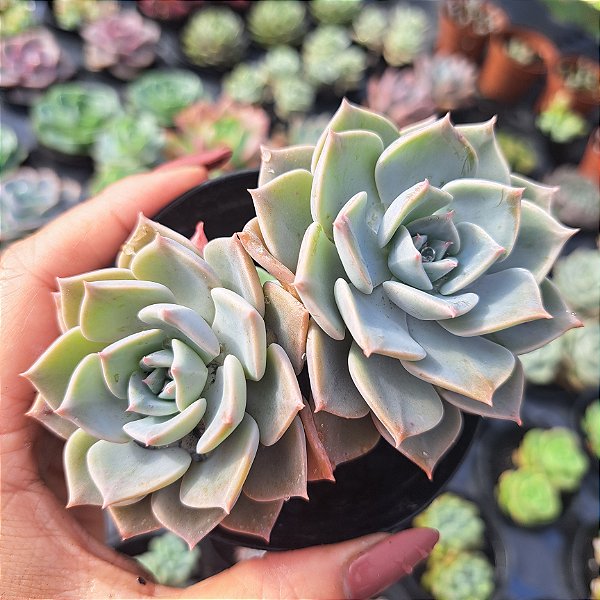 Graptoveria Cubanita - PT 9