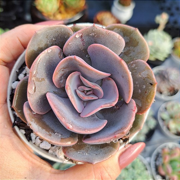 Echeveria Dust Rose - PT 9