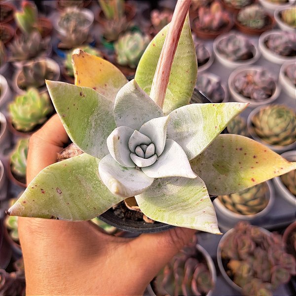 Dudleya Britonii - PT 9