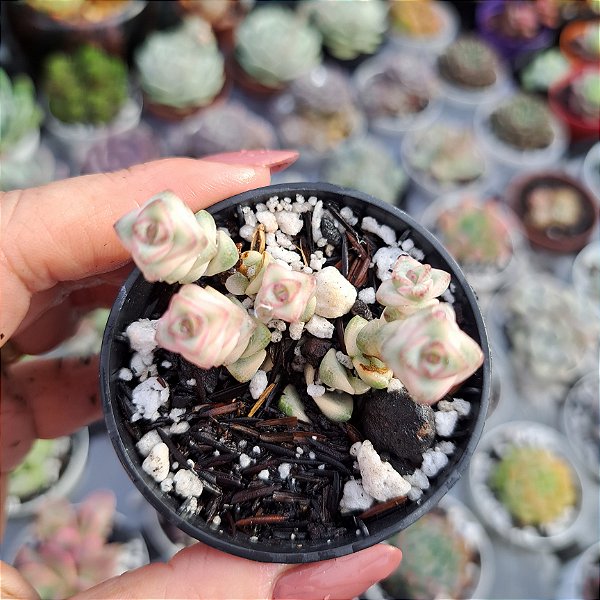 Crassula marnieriana variegata - PT 6