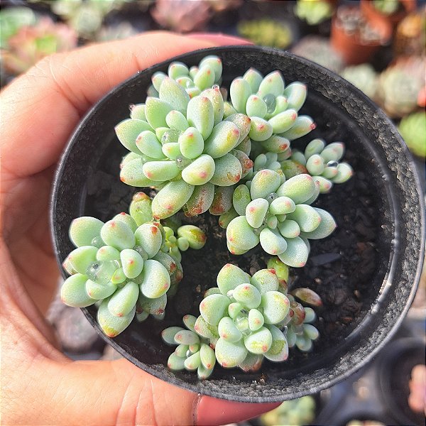 Echeveria Amoena Microcalix - PT 9