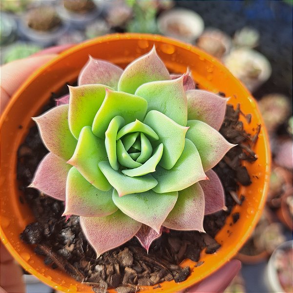 Graptoveria jadeita - PT 9