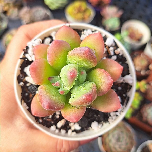 Pachyphytum dr. cornelius - PT 9