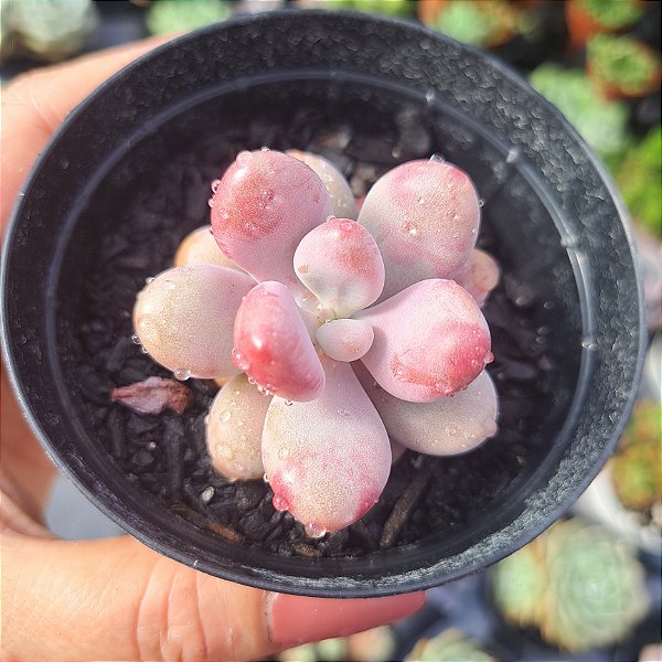 Graptopetalum amethystinum - PT 9