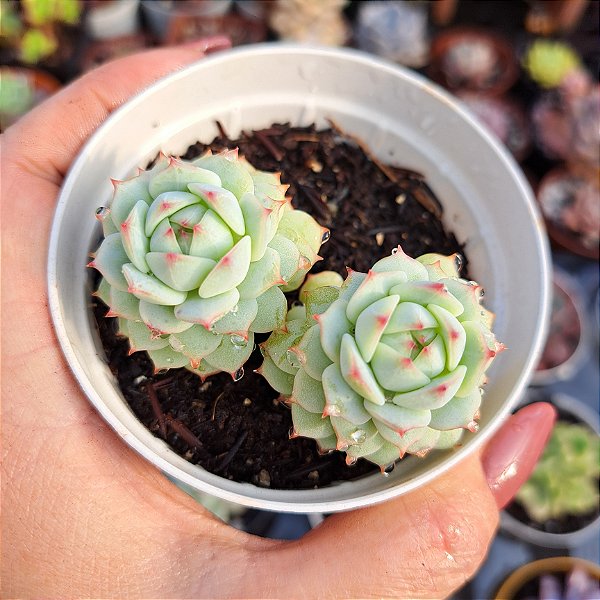 Echeveria Capitain hay - PT 9