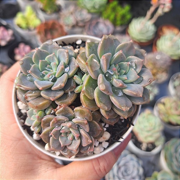 Echeveria Tinker bell - PT 9