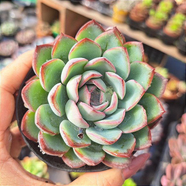 Echeveria Apus - PT 9