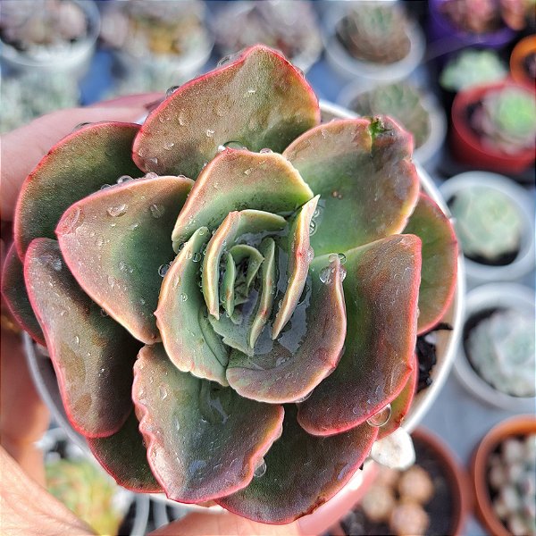 Echeveria Kakurei - PT 9