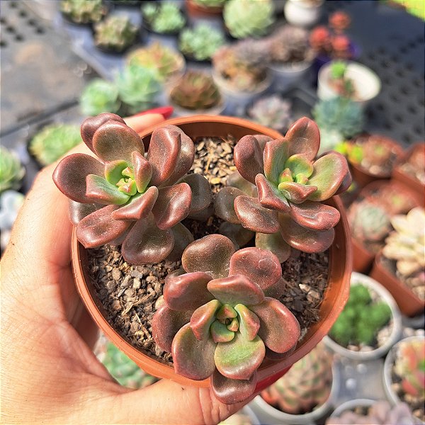 Graptosedum Adria Bubbaloo colonia - PT 9