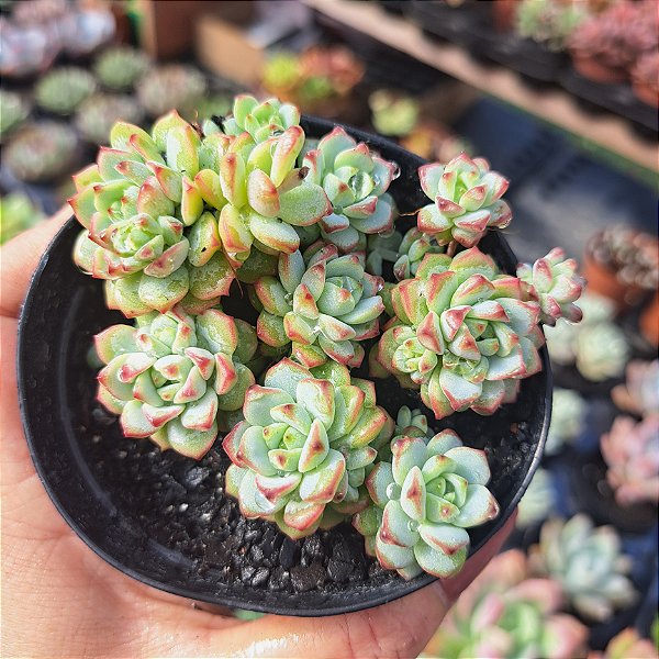 Sedum Perez de la rosae - PT 9
