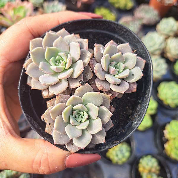 Echeveria Super Primavera - PT 9
