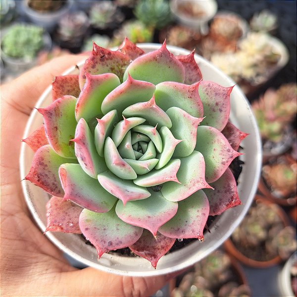 Echeveria Pink Bubble - PT 9