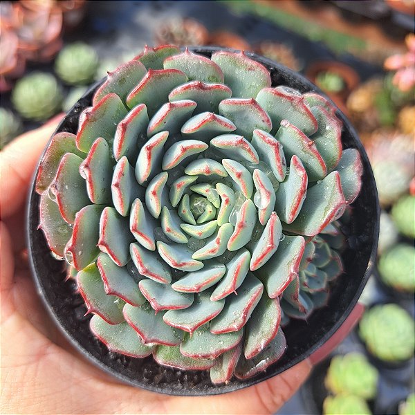 Echeveria Secunda Actopan - PT 9