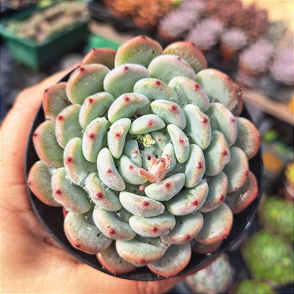 Echeveria Biante - PT 9