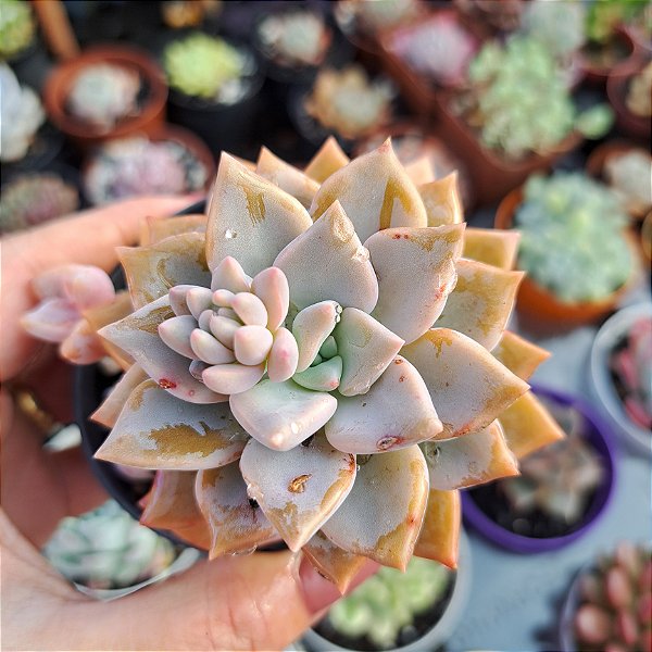 Echeveria Celestone Azul - PT 8