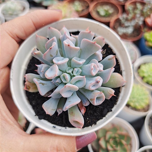Echeveria Pig nose - PT 9