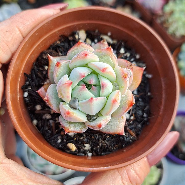 Echeveria Prism - PT 8