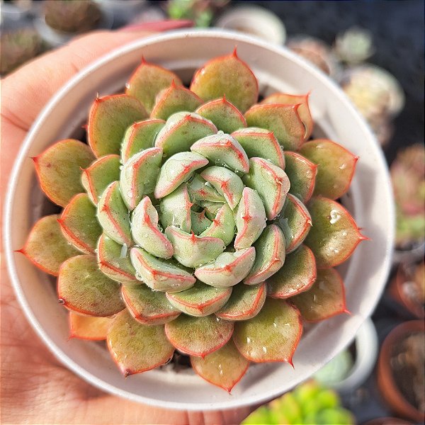 Echeveria Wing Shawi   - PT 9