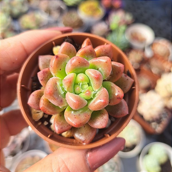 Echeveria Chanel - PT 6