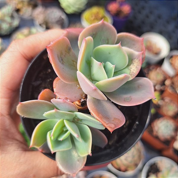 Echeveria Imbricata rose - PT 9