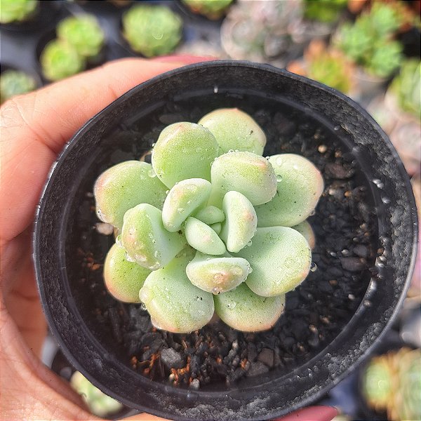 Echeveria Cute peach - PT 9
